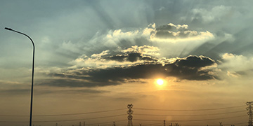 甘井子小麦技术优势